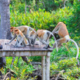 5D4N Sandakan Historical + Wildlife Tour + Selingan Island 5D4N Sandakan Historical + Wildlife Tour + Selingan Island