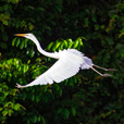5D4N Sandakan Historical + Wildlife Tour + Selingan Island 5D4N Sandakan Historical + Wildlife Tour + Selingan Island
