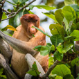 5D4N Sandakan Historical + Wildlife Tour + Selingan Island 5D4N Sandakan Historical + Wildlife Tour + Selingan Island