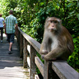 5D4N Sandakan Historical + Wildlife Tour + Selingan Island 5D4N Sandakan Historical + Wildlife Tour + Selingan Island