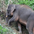 5D4N Sandakan Historical + Wildlife Tour + Selingan Island 5D4N Sandakan Historical + Wildlife Tour + Selingan Island