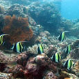 POM POM ISLAND - Sipadan Pom Pom Resort POM POM ISLAND - Sipadan Pom Pom Resort