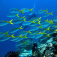 3D2N  MATAKING ISLAND - THE REEF DIVE RESORT 3D2N  MATAKING ISLAND - THE REEF DIVE RESORT