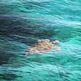 3D2N Semporna (Mabul Island + Kapalai) 3D2N Semporna (Mabul Island + Kapalai)
