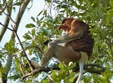 Semporna Proboscis Monkey + Mongroves Cruise + Fireflies Semporna Proboscis Monkey + Mongroves Cruise + Fireflies