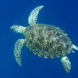4D3N Semporna Island Hopping + Fireflies + Mongrove Cruise 4D3N Semporna Island Hopping + Fireflies + Mongrove Cruise