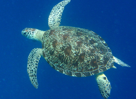 4D3N Semporna Island Hopping + Fireflies + Mongrove Cruise 4D3N Semporna Island Hopping + Fireflies + Mongrove Cruise