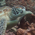 Semporna Discover Scuba Diving (For Non-Cert Diver) Semporna Discover Scuba Diving (For Non-Cert Diver)