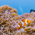 Semporna Discover Scuba Diving (For Non-Cert Diver) Semporna Discover Scuba Diving (For Non-Cert Diver)