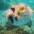 Semporna Discover Scuba Diving (For Non-Cert Diver) Semporna Discover Scuba Diving (For Non-Cert Diver)