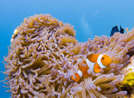 Semporna Discover Scuba Diving (For Non-Cert Diver) Semporna Discover Scuba Diving (For Non-Cert Diver)