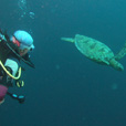 Semporna Fun Diving (For Cert Diver) Semporna Fun Diving (For Cert Diver)