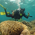 Semporna Fun Diving (For Cert Diver) Semporna Fun Diving (For Cert Diver)