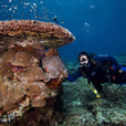 Semporna Fun Diving (For Cert Diver) Semporna Fun Diving (For Cert Diver)