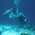 Semporna Fun Diving (For Cert Diver) Semporna Fun Diving (For Cert Diver)
