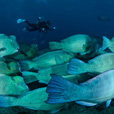 Semporna Fun Diving (For Cert Diver) Semporna Fun Diving (For Cert Diver)
